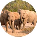 Safaris